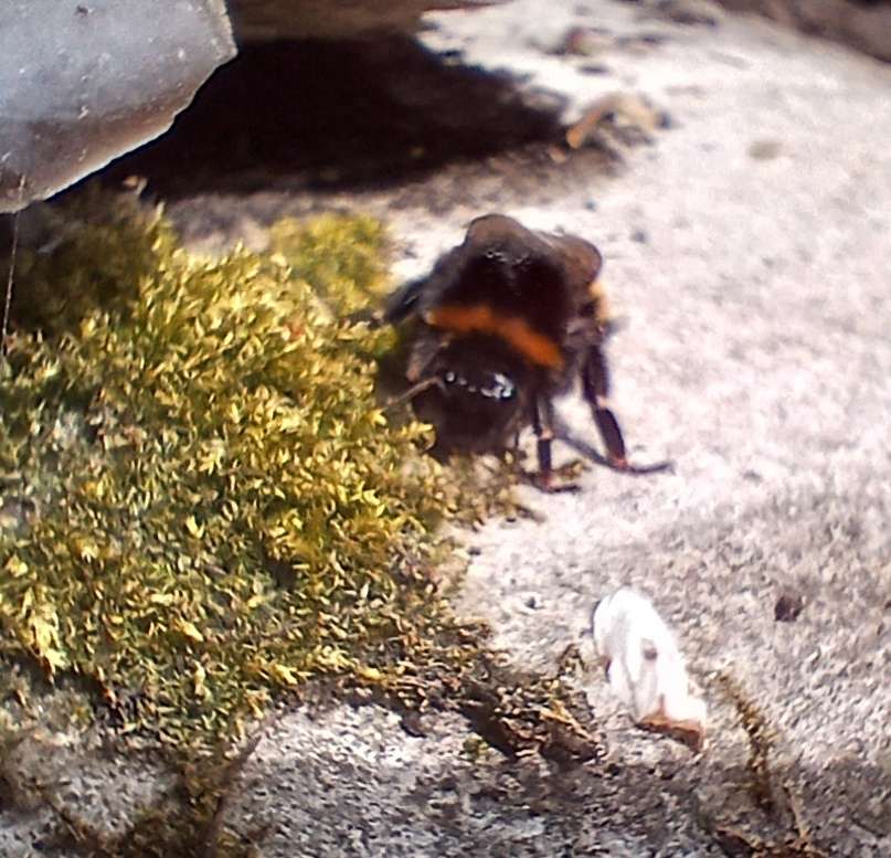Bumble Bee 2