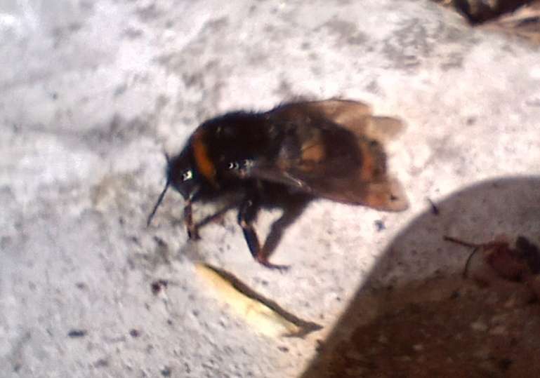 Bumble Bee